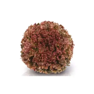 alface crespa roxa paletizada