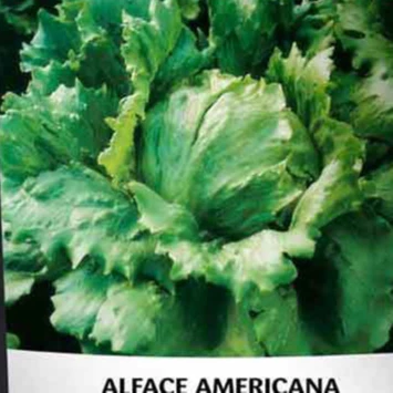 Sementes de Alface Americana Peletizada