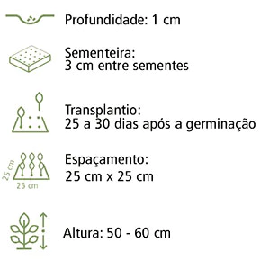 Sementes de Girassol Anão Dobrado 2 pacotes - Imagem 2