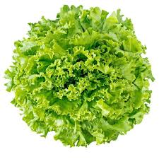 Sementes de Alface Crespa Peletizada